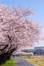 Scenery of Sakura in March 2021 in Kodama Senbonzakura Royalty Free Stock Photo