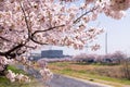 Scenery of Sakura in March 2021 in Kodama Senbonzakura Royalty Free Stock Photo