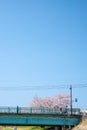 Scenery of Sakura in March 2021 in Kodama Senbonzakura Royalty Free Stock Photo