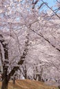 Scenery of Sakura in March 2021 in Kodama Senbonzakura Royalty Free Stock Photo