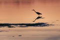 Scenery of a Silhouette of a heron  walking at the lake shore Royalty Free Stock Photo