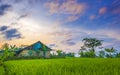 The scenery of small house in the middle of rice fields Royalty Free Stock Photo