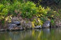 Scenery of stone mudflats and plants by the water Royalty Free Stock Photo