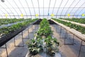 Strawberries hothouse Royalty Free Stock Photo