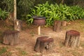 Scenery of stumps in the middle of a beautiful green forest Royalty Free Stock Photo