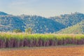 Scenery of Sugar-cane flower to the breeze just prior to harvest Royalty Free Stock Photo