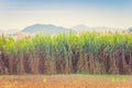 Scenery of Sugar-cane flower to the breeze just prior to harvest Royalty Free Stock Photo