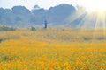 Scenery of sulfur chrysanthemum sea in Optics Valley Xiyuan Park, Wuhan, Hubei