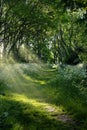 Scenery summer park, forest landscape with trees and path in sun rays, nature background Royalty Free Stock Photo