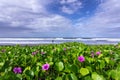 Scenery of sunny day with pink flower in seascape, sand beach, turquoise ocean. View of Diamond beach, Nusa Penida, Bali island,