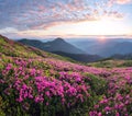 Scenery of the sunset at the high mountains. Amazing spring morning. A lawn covered with flowers of pink rhododendron. Amazing