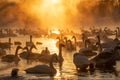 Scenery sunset on a swan lake in Altai Republic