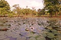 Scenery of swamp full of water lily and aquatic plants Royalty Free Stock Photo