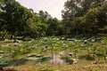 Scenery of swamp full of water lily and aquatic plants Royalty Free Stock Photo