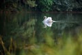 The scenery of the swan swimming at the Pang Oung lake, Mae Hong Son, Thailand Royalty Free Stock Photo