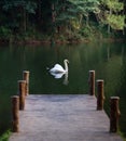 The scenery of the swan swimming at the Pang Oung lake, Mae Hong Son, Thailand Royalty Free Stock Photo
