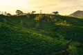 Scenery of tea garden with farmhouse Royalty Free Stock Photo