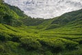 Scenery of the tea plantation