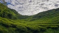 Scenery of the tea plantation