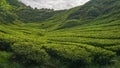 Scenery of the tea plantation with green leaf covered the hillside