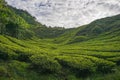 Scenery of the tea plantation with green leaf covered the hillside