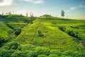 Scenery of tea plantation in Haputale