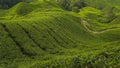 Golden hour scenery of the tea plantation on the hillside