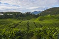 Scenery of the tea plantation on the hillside