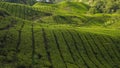 Scenery of the tea plantation on the hillside