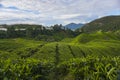 Scenery of the tea plantation on the hillside