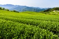 The scenery of tea plantation in the mountaintop Royalty Free Stock Photo