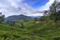 Scenery at tea plantation valley during daytime