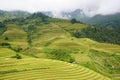 The scenery of terraced fields in Mu Cang Chai in the ripe rice season