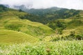 The scenery of terraced fields in Mu Cang Chai in the ripe rice season