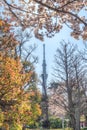 The scenery of the Tokyo Sky Tree with sakura blooming and colorful foliage taken from inside Sensoji or Asaksa temple in Tokyo,