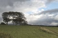 Scenery of trees in the greenfield under the gloomy sky in the countryside in Wales