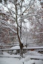 Scenery under heavy snow Royalty Free Stock Photo