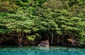 Scenery of Urauchi river mangrove forest Iriomote island, Okinawa