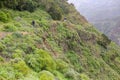 Scenery valley in Spain.Nature landscape. Cactus,vegetation and sunset panorama in Tenerife