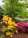 Scenery of vibrant azalea rhododendrons on the bay of a pond in an arboretum in Gand, Belgium