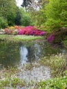 Scenery of vibrant azalea rhododendrons on the bay of a pond in an arboretum in Gand, Belgium