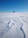 Scenery view with a lonely tree on the snowy field with snowdrifts shaped by the wind Royalty Free Stock Photo