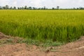 View of rice fields near the mound Royalty Free Stock Photo