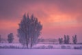 Scenery winter. Winter dawn. Frosty trees on snowy meadow in the morning. Winter landscape with pink sky at sunrise Royalty Free Stock Photo