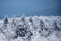 Scenery in winter. Winter landscape, wintry scene of frosty trees on snowy foggy background. Royalty Free Stock Photo