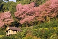 The scenery of wood cottage in the forest with pink flower trees. Royalty Free Stock Photo