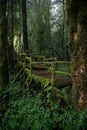 The scenery of the wooden route in Ang Ka Nature Trail with the mist after raining in Chiang Mai province, Thailand