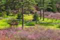 Scenery of wuling farm with plum blossom in taichung, taiwan