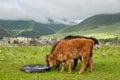 Yaks graze at the blooming grassland of Xinduqiao in Western Sichuan