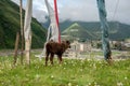 Yaks graze at the blooming grassland of Xinduqiao in Western Sichuan